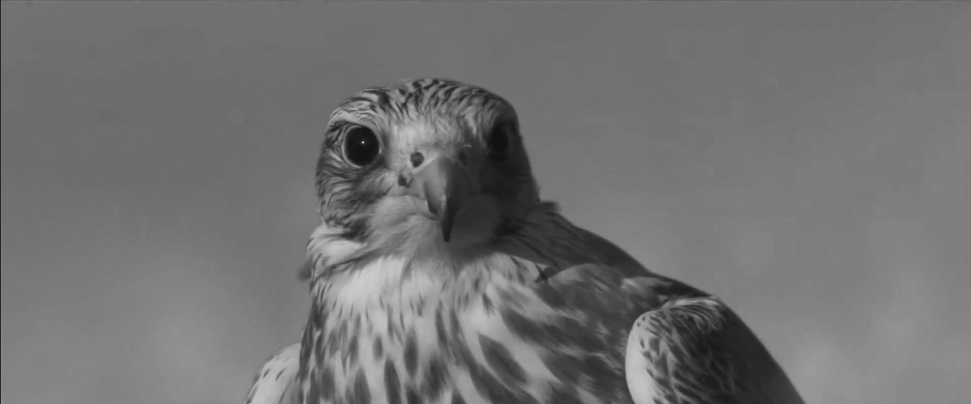 Bugatti and Lamborghini on the land of Qatar by agafigroup